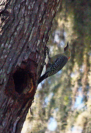 Red-bellied Woodpecker