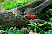 Pileated Woodpecker