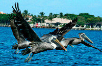 Pelican