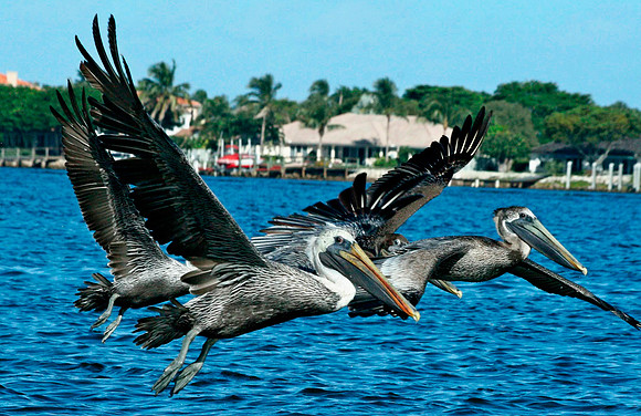 Pelican