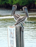 Pelican