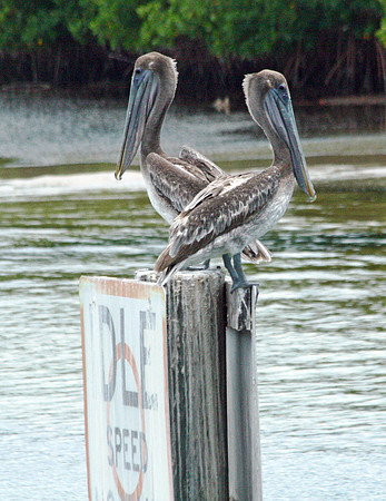 Pelican