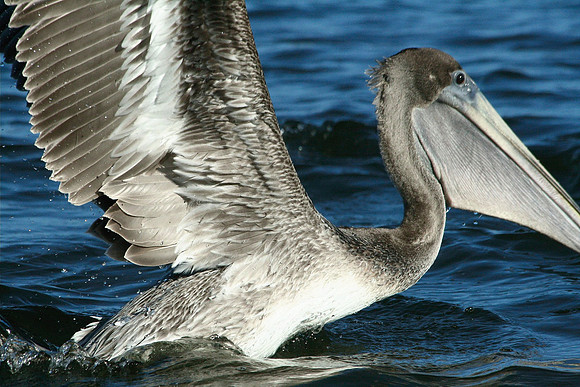 Pelican
