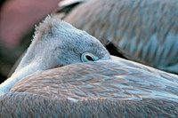 Pelican