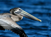 Pelican