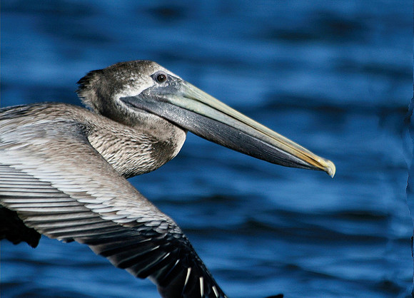 Pelican