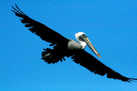 Pelican