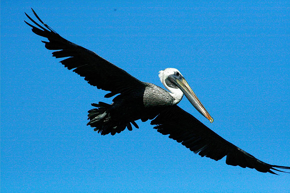Pelican