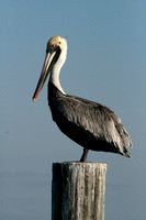 Pelican