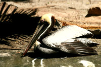 Pelican