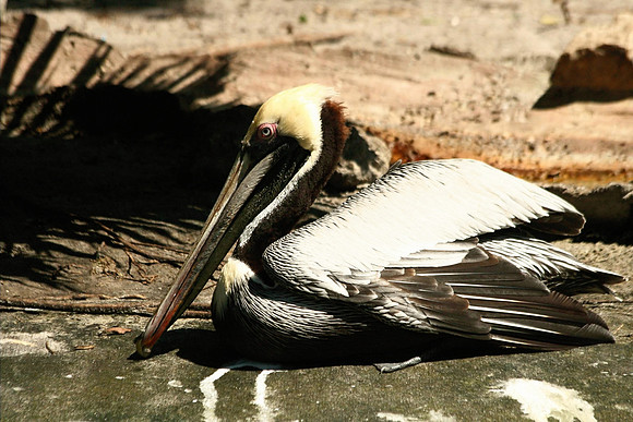 Pelican