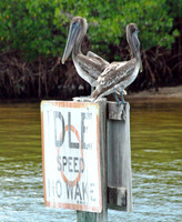 Pelican
