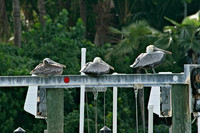 Pelican