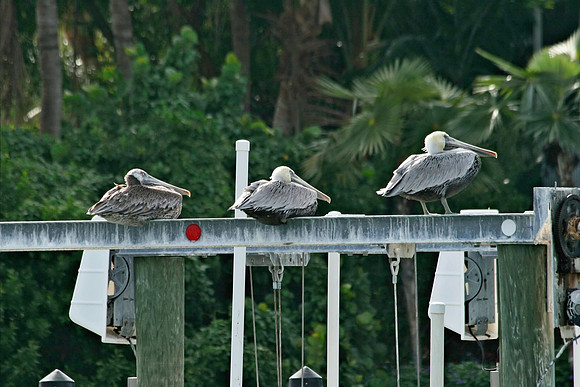 Pelican