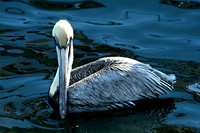 Pelican