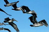Pelican