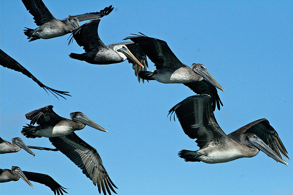 Pelican
