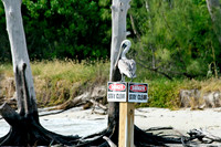 Pelican