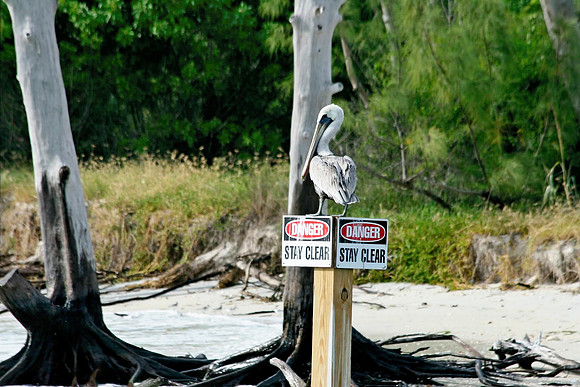 Pelican