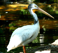 Pelican