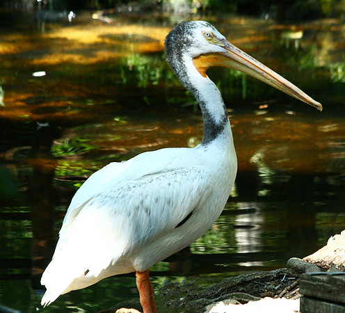Pelican