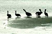 Pelican