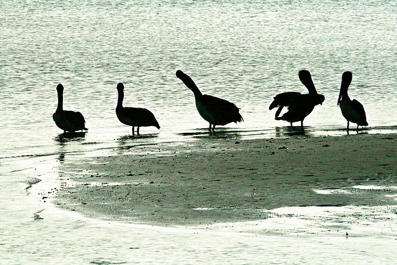 Pelican