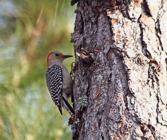 Red-bellied Woodpecker