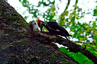 Pileated Woodpecker