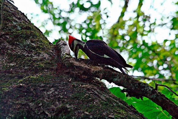 Pileated Woodpecker