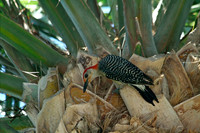 Red-bellied Woodpecker