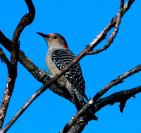 Red-bellied Woodpecker