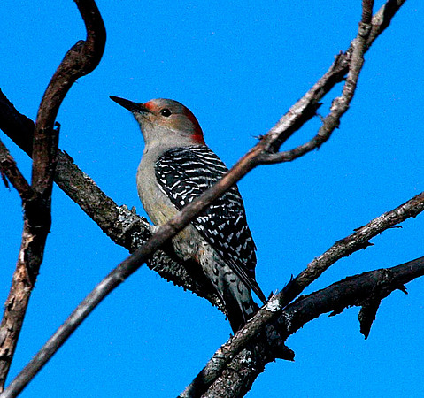 Red-bellied Woodpecker