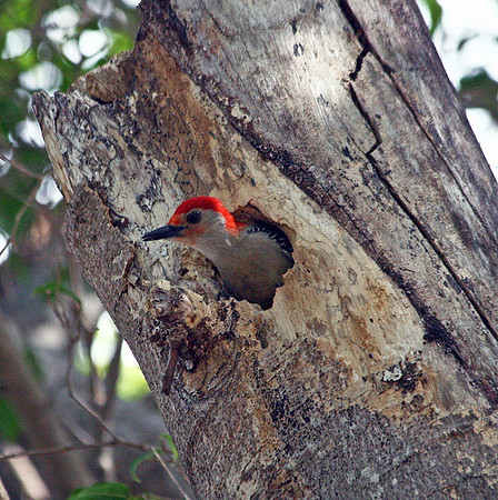 Red-bellied Woodpecker