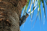 Red-bellied Woodpecker