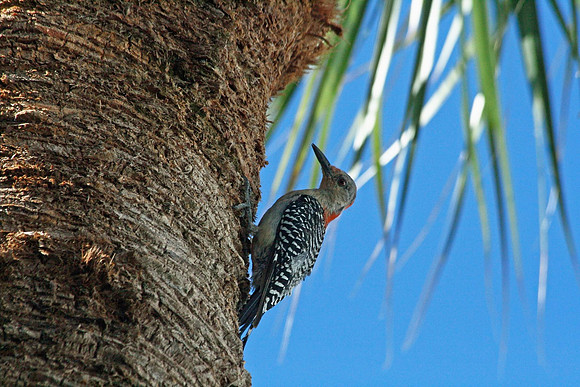 Red-bellied Woodpecker