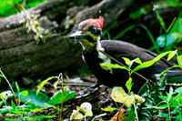 Pileated Woodpecker
