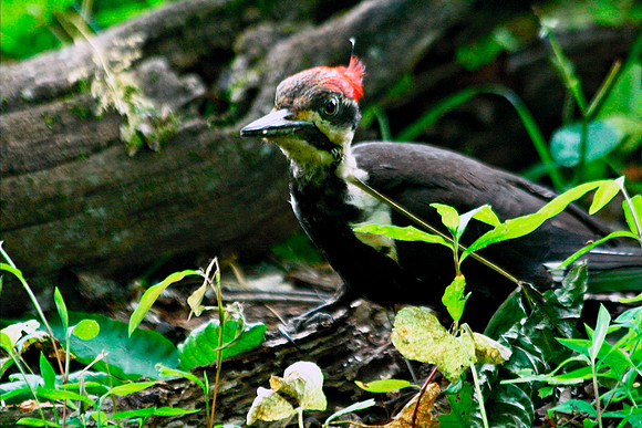 Pileated Woodpecker