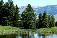 Yellowstone