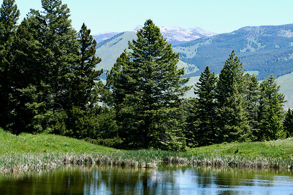 Yellowstone