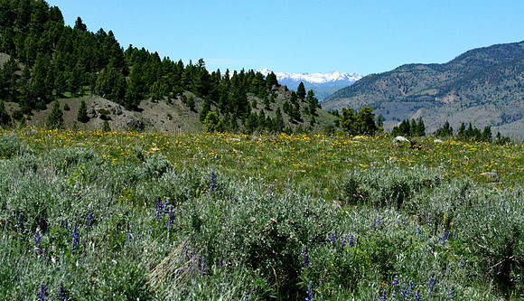Yellowstone
