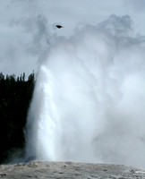 Yellowstone - Old Faithful