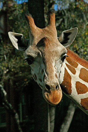Giraffe