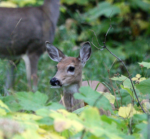 Fawn - Glacier