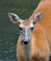 Doe - Smoky Mountains