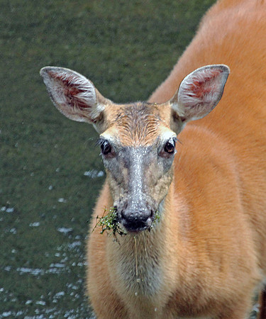 Doe - Smoky Mountains