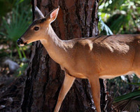 Doe - Smoky Mountains