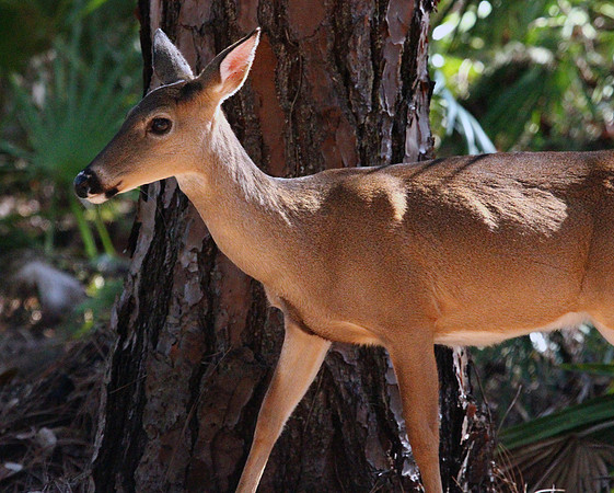 Doe - Smoky Mountains