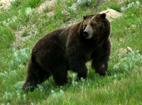 Animals