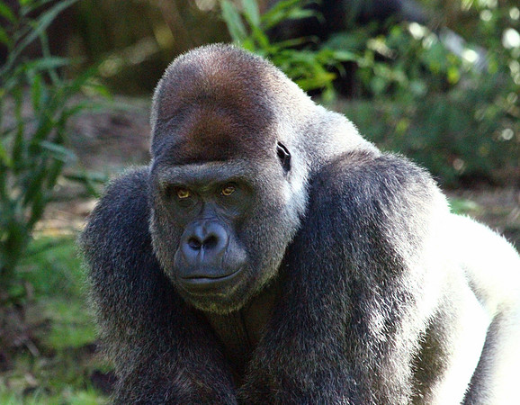 Male Gorilla